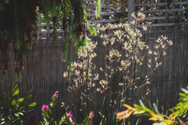 Avustralya yerlisi sarı kanguru pençesi namı diğer altın ışıkta parlayan Anigozanthos. Güzel tropikal arka bahçede sığ bir tarlanın derinliğinde çekilmiş.