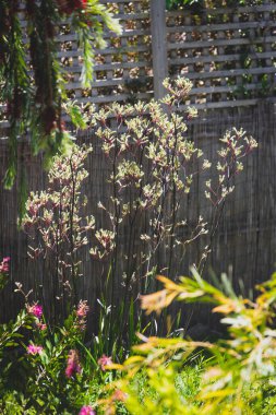 Avustralya yerlisi sarı kanguru pençesi namı diğer altın ışıkta parlayan Anigozanthos. Güzel tropikal arka bahçede sığ bir tarlanın derinliğinde çekilmiş.