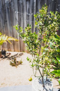 Bahçede çiçekli küçük bir portakal ağacı.
