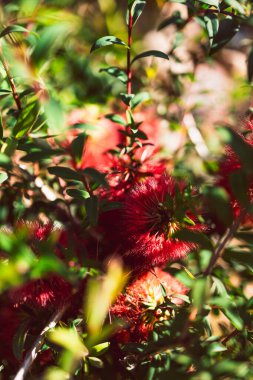 Avustralya yerlisi Callistemon şişe fırçası bitkisi. Açık havada turuncu çiçeklerle. Güzel tropikal arka bahçede.