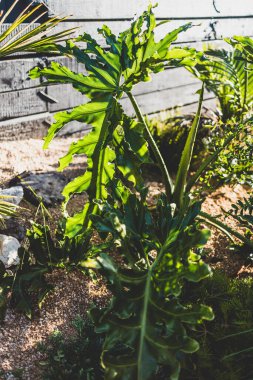 Philodendron bitkisi, tropikal güneşli arka bahçesinde altın saatinde bir sürü Avustralya bitkisi ve güneş ışığıyla parıldıyor.