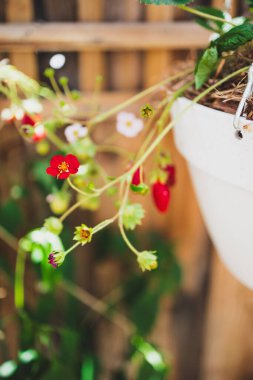 Çilek bitkisine yakın çekim, çiçekler ve meyveler, açık hava, güneşli sebze bahçesinde asılı sahanın sığ derinliğinde çekim.