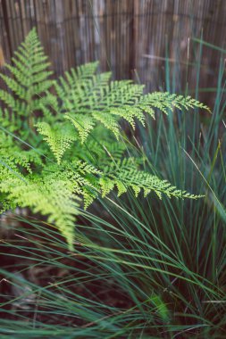 Genç yeşil eğreltiotu, yeni yapraklar, yakın çekim 