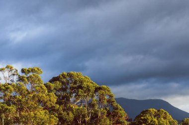Sonbaharda Tazmanya 'da çekilen ön planda okaliptüs sakız ağaçları ile dağların üzerinde altın saat ve kara bulutlar.