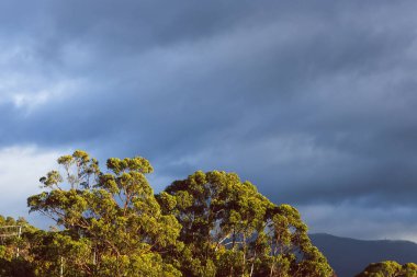 Sonbaharda Tazmanya 'da çekilen ön planda okaliptüs sakız ağaçları ile dağların üzerinde altın saat ve kara bulutlar.