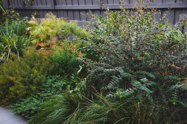 Avustralya 'nın yerli bitkilerinden, palmiye ağaçlarından, bambudan ve ketenden oluşan yemyeşil ve canlı bir bahçe.