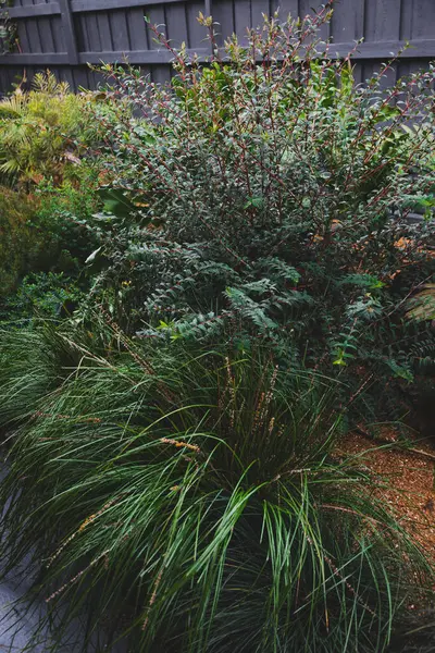 Avustralya 'nın yerli bitkilerinden, palmiye ağaçlarından, bambudan ve ketenden oluşan yemyeşil ve canlı bir bahçe.