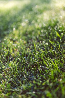 Yeşil çimlerin üzerindeki sabah çiğ taneleri rüya gibi bokeh ve yumuşak odak, doğa dokusu veya arka plan