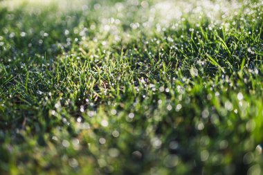 Yeşil çimlerin üzerindeki sabah çiğ taneleri rüya gibi bokeh ve yumuşak odak, doğa dokusu veya arka plan