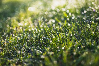 Yeşil çimlerin üzerindeki sabah çiğ taneleri rüya gibi bokeh ve yumuşak odak, doğa dokusu veya arka plan