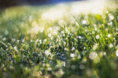 Yeşil çimlerin üzerindeki sabah çiğ taneleri rüya gibi bokeh ve yumuşak odak, doğa dokusu veya arka plan