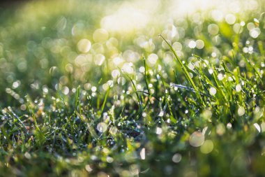 Yeşil çimlerin üzerindeki sabah çiğ taneleri rüya gibi bokeh ve yumuşak odak, doğa dokusu veya arka plan