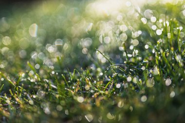 Yeşil çimlerin üzerindeki sabah çiğ taneleri rüya gibi bokeh ve yumuşak odak, doğa dokusu veya arka plan