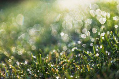Yeşil çimlerin üzerindeki sabah çiğ taneleri rüya gibi bokeh ve yumuşak odak, doğa dokusu veya arka plan