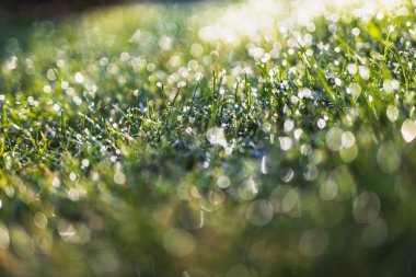 Yeşil çimlerin üzerindeki sabah çiğ taneleri rüya gibi bokeh ve yumuşak odak, doğa dokusu veya arka plan