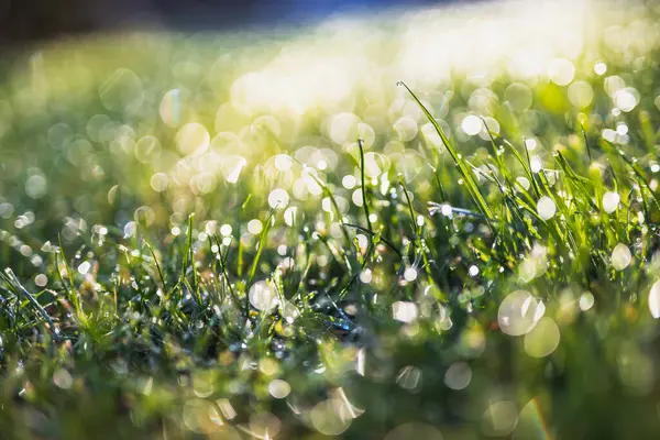 Yeşil çimlerin üzerindeki sabah çiğ taneleri rüya gibi bokeh ve yumuşak odak, doğa dokusu veya arka plan