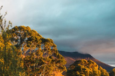 Tazmanya dağ manzarasında gün doğumu ışığı ön planda sakız ağaçları, Avustralya 'nın doğal güzelliği ve sakin atmosferi