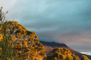 Tazmanya dağ manzarasında gün doğumu ışığı ön planda sakız ağaçları, Avustralya 'nın doğal güzelliği ve sakin atmosferi