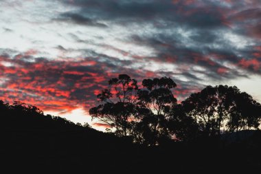 Tazmanya 'daki dağların tepesinde canlı pembe ve mor günbatımı bulutları ön planda okaliptüs sakız ağaçları, Avustralya' nın doğal güzelliği ve barışçıl atmosferi.
