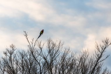 Kış boyunca bir ağacın çıplak dallarında oturan renkli bir gül kuşu Avustralya vahşi yaşamını doğal ve huzurlu bir ortamda yakalıyor.