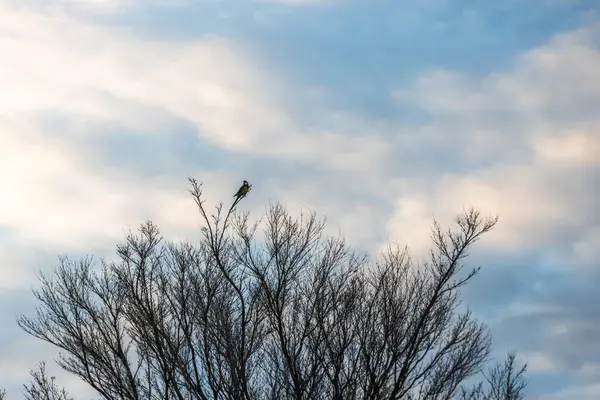 Kış boyunca bir ağacın çıplak dallarında oturan renkli bir gül kuşu Avustralya vahşi yaşamını doğal ve huzurlu bir ortamda yakalıyor.