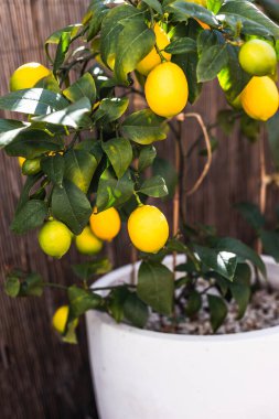 Bahçe bahçesinde meyve dolu limon ağacı, peyzaj ve doğa teması