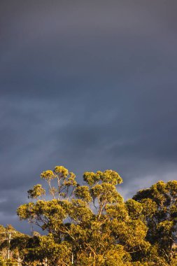 Sert güneş ışığıyla aydınlatılan okaliptüs sakızları arka planda fırtınalı kara bulutlar, dramatik Avustralya manzarası ve doğa teması.