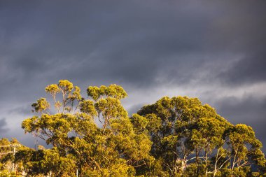 Sert güneş ışığıyla aydınlatılan okaliptüs sakızları arka planda fırtınalı kara bulutlar, dramatik Avustralya manzarası ve doğa teması.