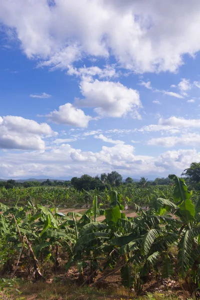 Banane Jardin Agriculture Thaïlande — Photo