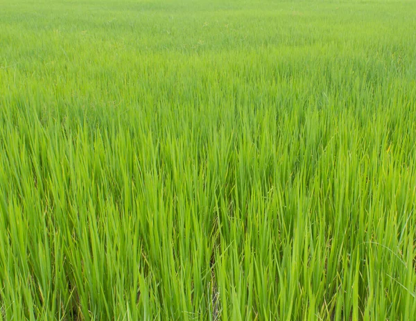 Зеленый Фон Рисового Поля — стоковое фото