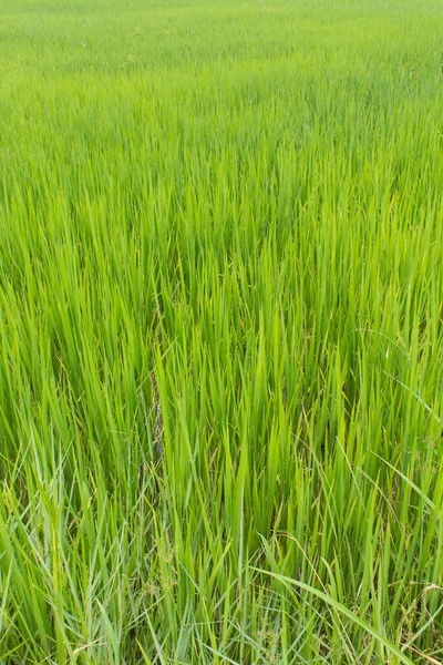 Groene Rijst Veld Achtergrond — Stockfoto