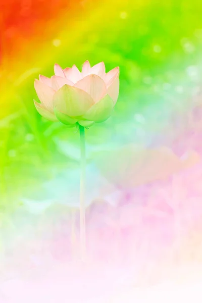 Pink Lotus Blomst Tæt - Stock-foto