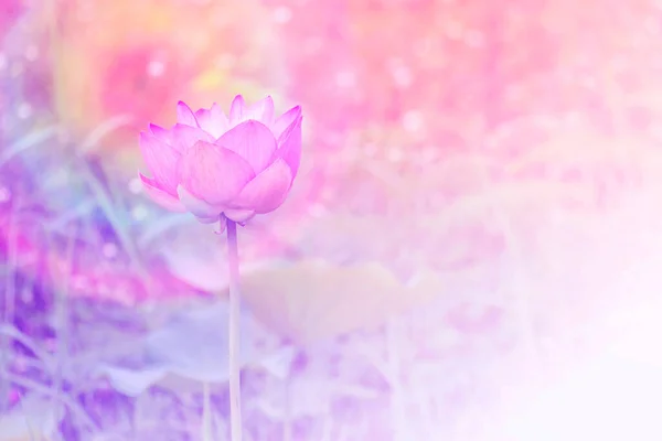 stock image Pink lotus flower close up