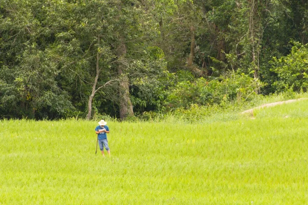 田んぼにホームステイをするタイ人農家 — ストック写真