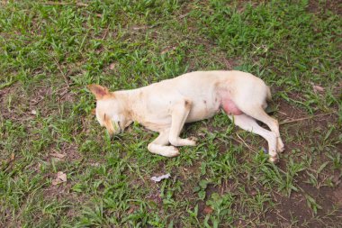 Taylandlı beyaz köpek çimenlerde uyuyor.