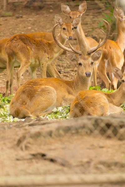 Deer Animal Mammal Zoo — Stock Photo, Image