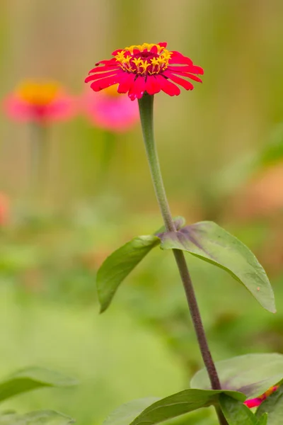 Pink Zinnia Flower Nature — Stock Photo, Image