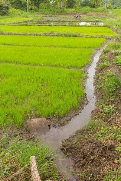 Pirinç Tarlasında Yeşil Pirinç Fideleri Manzara — Stok fotoğraf