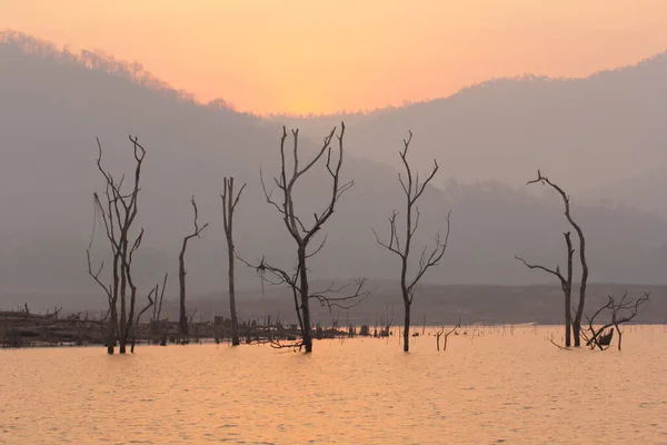 泰国清迈Mawngad水坝干枯树 兰斯开普 — 图库照片