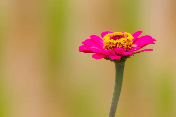 Pink Zinnia Flower Nature — Stock Photo, Image