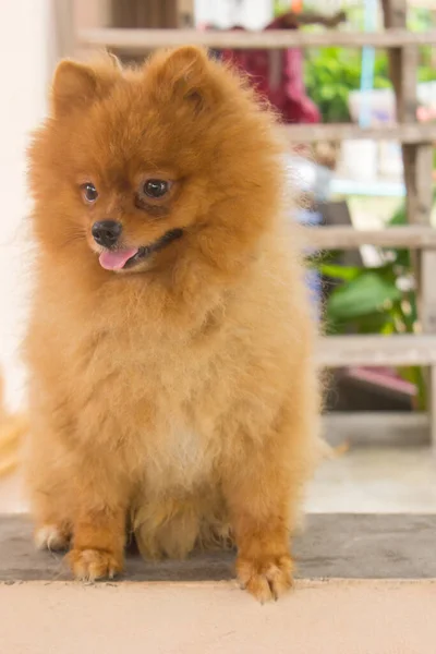 Японская Собака Симпатичный Питомец — стоковое фото