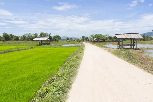 Straße Mit Grünem Reisfeld Auf Dem Land Thailand — Stockfoto