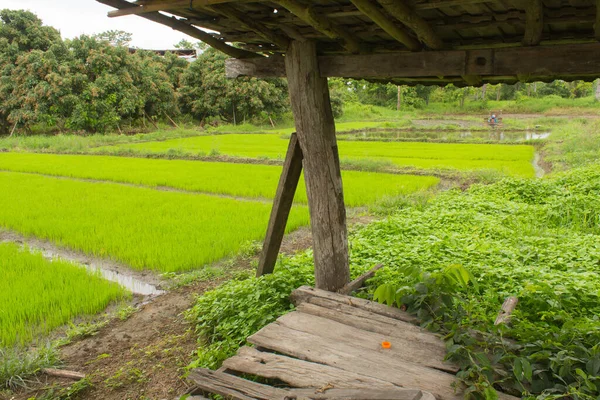 Саженцы Зеленого Риса Рисовом Поле Ланскейп — стоковое фото