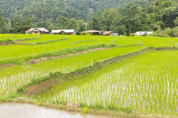 Hermosas Terrazas Arroz Verde Doi Inthanon Maeglangluang — Foto de Stock