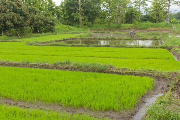 Green Rice Seedlings Rice Field Lanscape — Photo