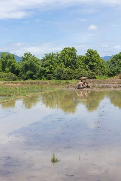 稻田拖拉机 机制农民水稻种植 — 图库照片