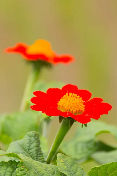 Red Dahlias Flower Beauty — Stock Photo, Image
