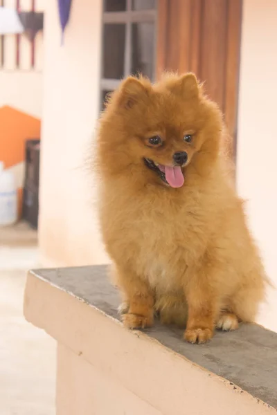 ポメラニアン犬のかわいいペット — ストック写真