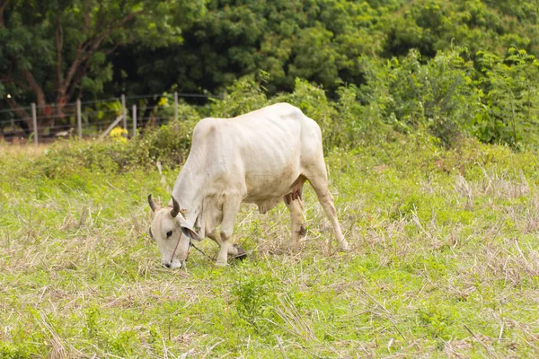 Тайская Корова Поле — стоковое фото