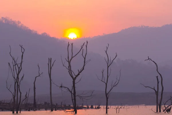 Suche Drzewo Mawngad Dam Słońcem Chiangmai Tajlandia Lanzas — Zdjęcie stockowe